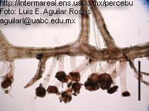 Pterosiphonia pennata 3